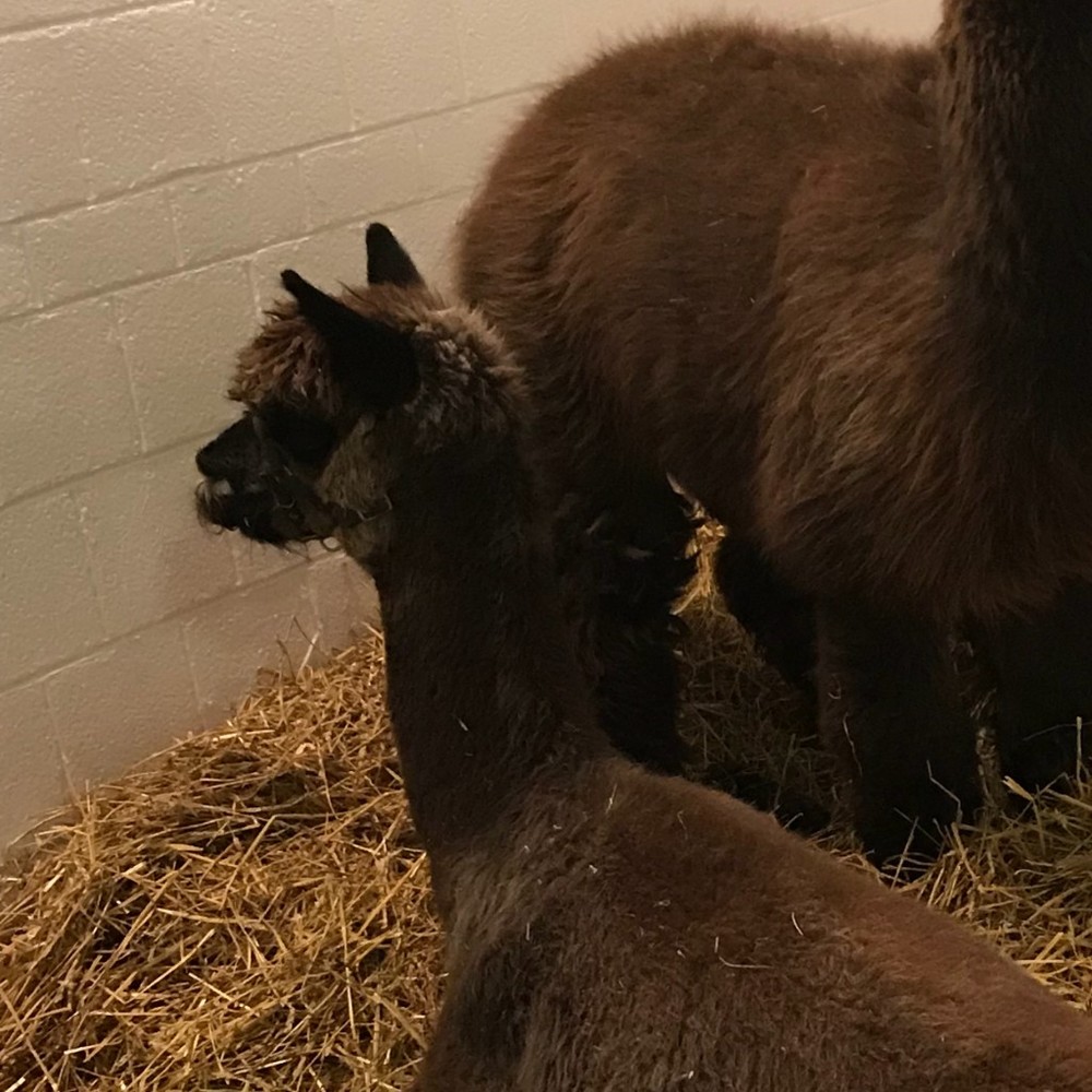 Meet your Posher, Abigail